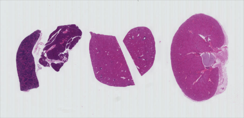 H&E image