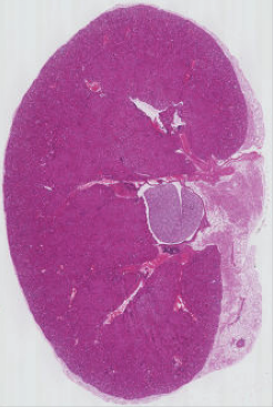 Sub picture of kidney tissue section