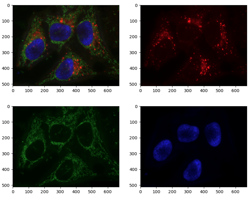 A grid showing each channel of the hela cells image