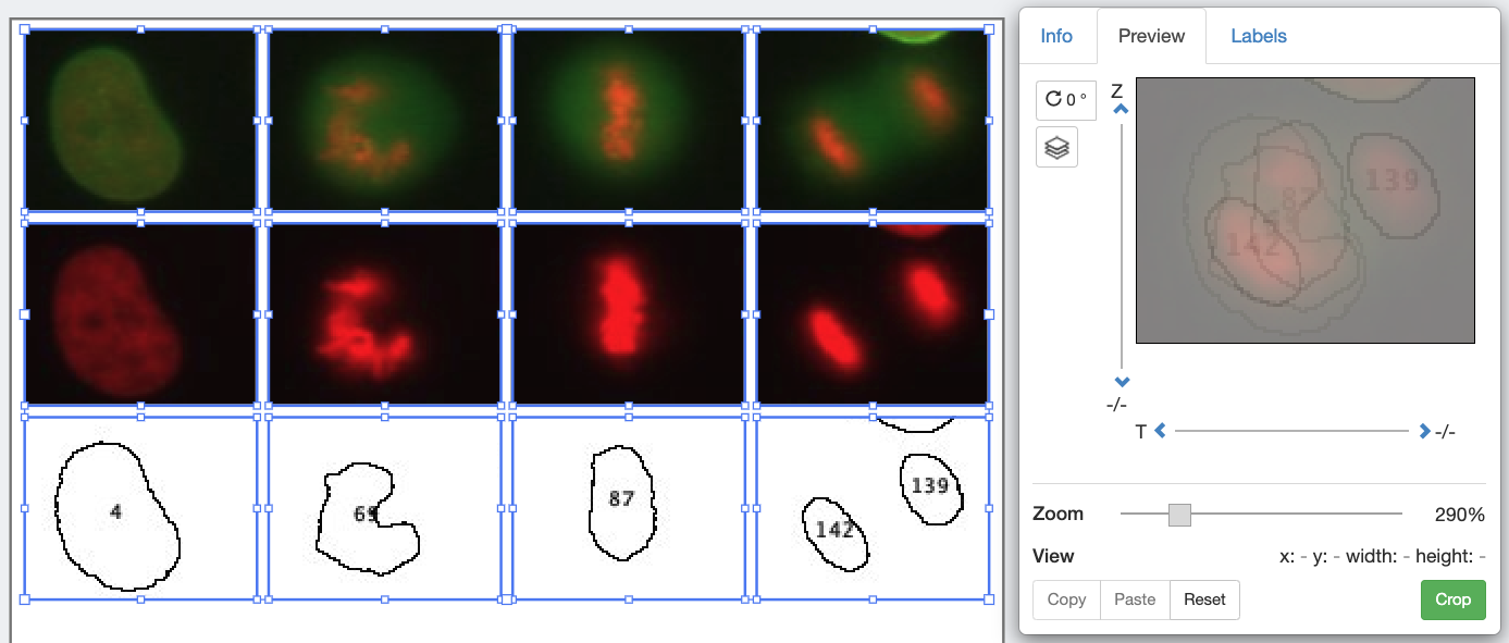 all images zoomed into center cell