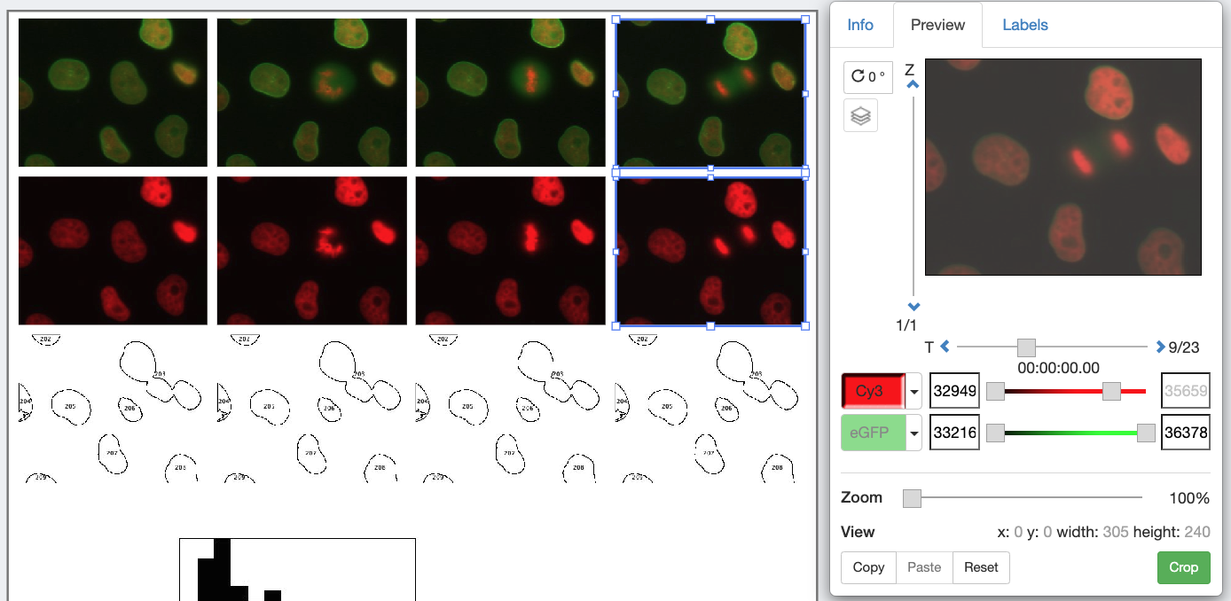 grid of images have different times per column, showing central cell splitting