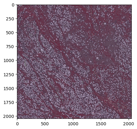 Scaling-up Deep Learning Inference to Large-Scale Bioimage Data (Lesson ...