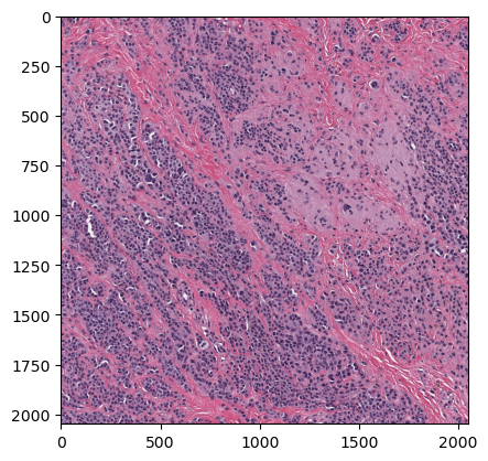 Scaling-up Deep Learning Inference to Large-Scale Bioimage Data (Lesson ...